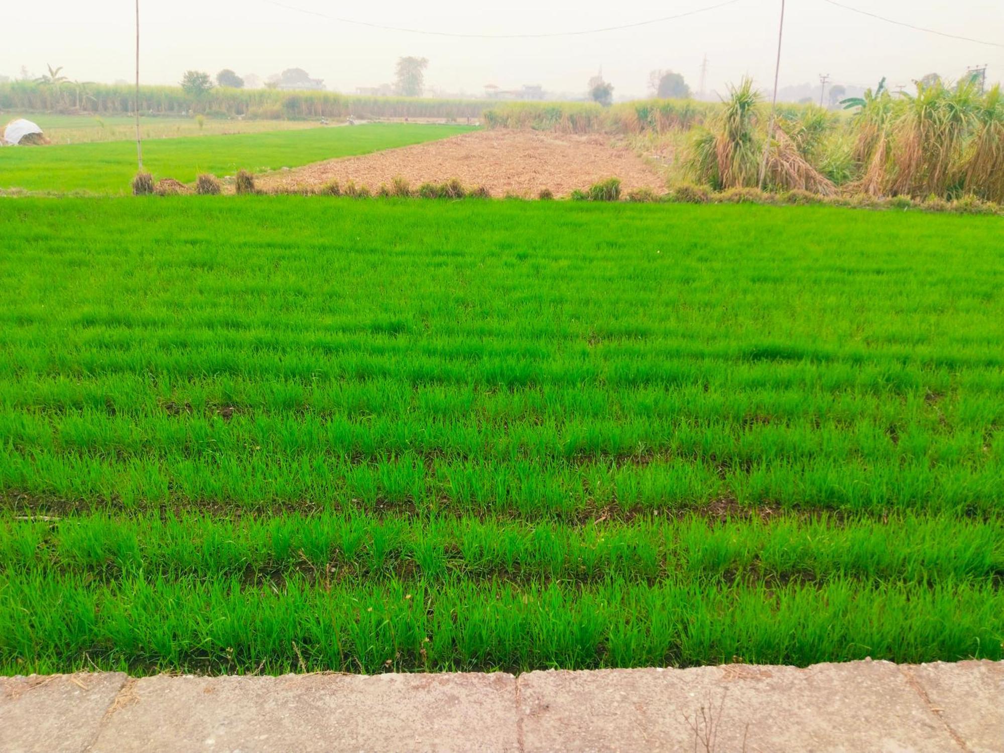 Airport Luxury Nature Homestay- Near Jolly Grant Airport Dehradun Doiwāla Exterior foto
